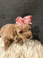 Clementine, a female Maltipoo for sale in Tucson, AZ – Photo 5 of 10