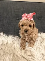 Clementine, a female Maltipoo for sale in Tucson, AZ – Photo 1 of 10