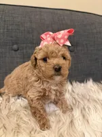 Clementine, a female Maltipoo for sale in Tucson, AZ – Photo 8 of 10