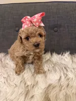 Clementine, a female Maltipoo for sale in Tucson, AZ – Photo 9 of 10
