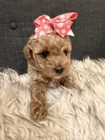 Clementine, a female Maltipoo for sale in Tucson, AZ – Photo 2 of 10