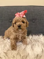 Clementine, a female Maltipoo for sale in Tucson, AZ – Photo 10 of 10