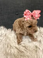 Clementine, a female Maltipoo for sale in Tucson, AZ – Photo 3 of 10