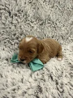 Greggy, a male Maltipoo and Poodle - Toy  for sale in Tucson, AZ – 10 of 10