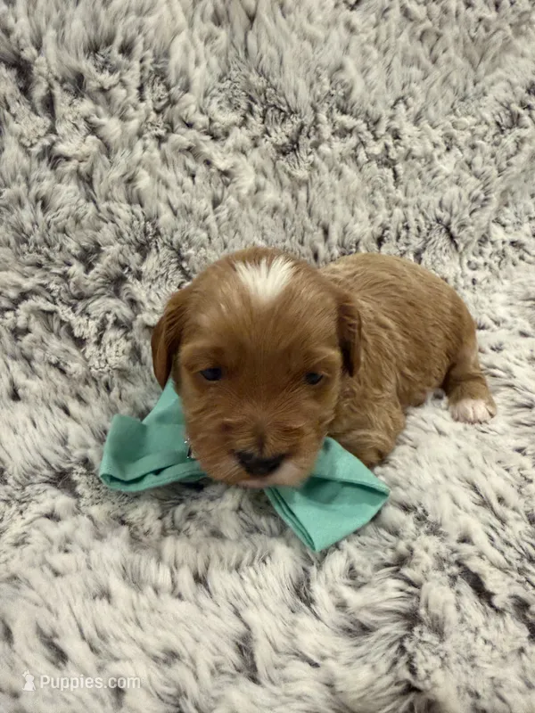 Greggy – Maltipoo, Poodle - Toy  puppy for sale in Tucson, AZ
