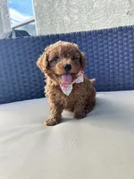 Tucker, a male Maltipoo and Poodle - Toy  for sale in Tucson, AZ – 10 of 10