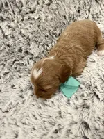 Greggy, a male Maltipoo and Poodle - Toy  for sale in Tucson, AZ – 6 of 10