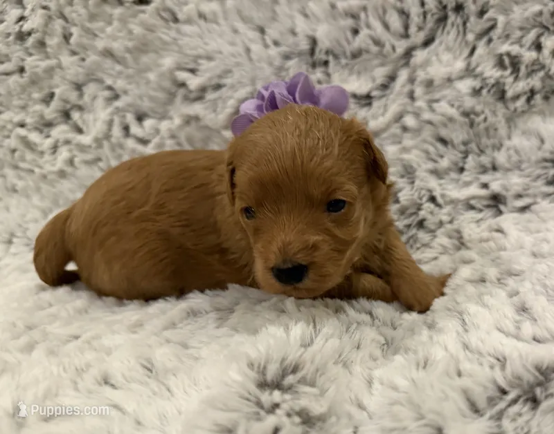 Sugar – Maltipoo, Poodle - Toy  puppy for sale in Tucson, AZ