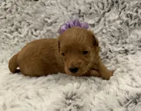 Sugar, a female Maltipoo and Poodle - Toy  for sale in Tucson, AZ – 1 of 10