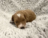 Timmy, a male Maltipoo and Poodle - Toy  for sale in Tucson, AZ – 8 of 10