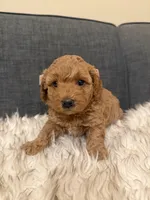 Peaches, a female Maltipoo for sale in Tucson, AZ – Photo 1 of 5