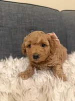 Peaches, a female Maltipoo for sale in Tucson, AZ – Photo 3 of 5