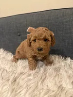 Peaches, a female Maltipoo for sale in Tucson, AZ – Photo 2 of 5