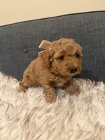 Peaches, a female Maltipoo for sale in Tucson, AZ – Photo 4 of 5