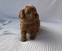 Tucker, a male Maltipoo and Poodle - Toy  for sale in Tucson, AZ – 4 of 10
