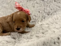 Honey, a female Maltipoo for sale in Tucson, AZ – 7 of 10