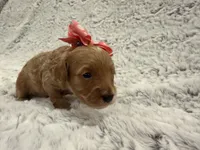 Honey, a female Maltipoo for sale in Tucson, AZ – 6 of 10
