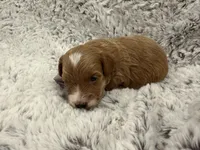 Timmy, a male Maltipoo and Poodle - Toy  for sale in Tucson, AZ – 6 of 10