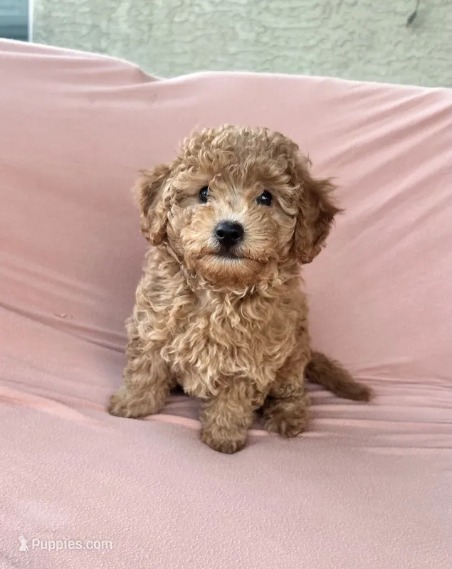 Scout – Maltipoo, Poodle - Toy  puppy for sale in Tucson, AZ