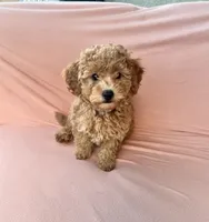 Scout, a male Maltipoo and Poodle - Toy  for sale in Tucson, AZ – 3 of 10