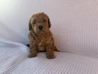 Scout, a male Maltipoo and Poodle - Toy  for sale in Tucson, AZ – 6 of 6