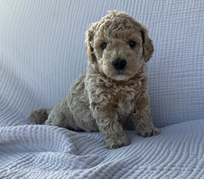 Daisy – Maltipoo, Poodle - Toy  puppy for sale in Tucson, AZ