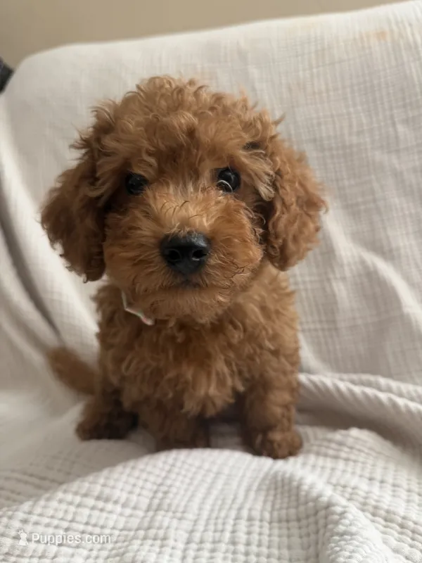 Tucker – Maltipoo, Poodle - Toy  puppy on hold in Tucson, AZ