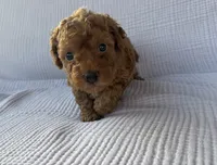 Tucker, a male Maltipoo and Poodle - Toy  for sale in Tucson, AZ – 6 of 10