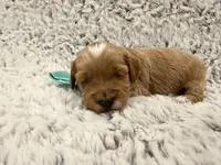 Greggy, a male Maltipoo and Poodle - Toy  for sale in Tucson, AZ – 2 of 10