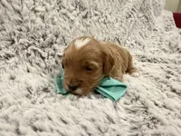 Greggy, a male Maltipoo and Poodle - Toy  for sale in Tucson, AZ – 4 of 10