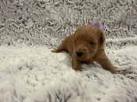 Sugar, a female Maltipoo and Poodle - Toy  for sale in Tucson, AZ – 3 of 10