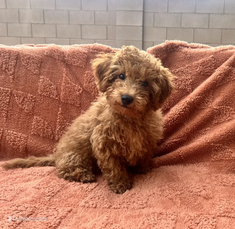 Tucker – Maltipoo, Poodle - Toy  puppy for sale in Tucson, AZ