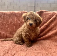 Tucker, a male Maltipoo and Poodle - Toy  for sale in Tucson, AZ – 1 of 10