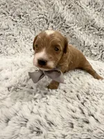 Timmy, a male Maltipoo and Poodle - Toy  for sale in Tucson, AZ – 2 of 10