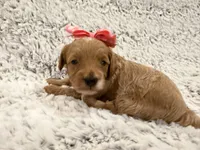 Honey, a female Maltipoo for sale in Tucson, AZ – 3 of 10