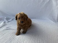 Tucker, a male Maltipoo and Poodle - Toy  for sale in Tucson, AZ – 10 of 10