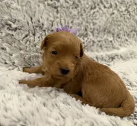 Sugar, a female Maltipoo and Poodle - Toy  for sale in Tucson, AZ – 2 of 10