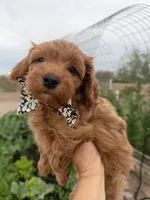 Rufus, a male Maltipoo and Poodle - Toy  for sale in Tucson, AZ – Photo 4 of 10