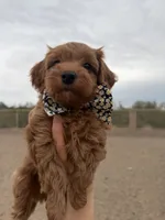 Rufus, a male Maltipoo and Poodle - Toy  for sale in Tucson, AZ – Photo 9 of 10