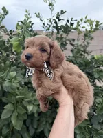 Rufus, a male Maltipoo and Poodle - Toy  for sale in Tucson, AZ – Photo 6 of 10