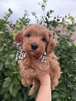 Rufus, a male Maltipoo and Poodle - Toy  for sale in Tucson, AZ – Photo 1 of 10
