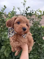 Rufus, a male Maltipoo and Poodle - Toy  for sale in Tucson, AZ – Photo 10 of 10