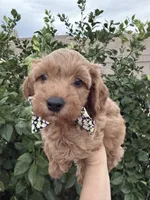 Rufus, a male Maltipoo and Poodle - Toy  for sale in Tucson, AZ – Photo 2 of 10
