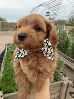 Rufus, a male Maltipoo and Poodle - Toy  for sale in Tucson, AZ – Photo 5 of 10