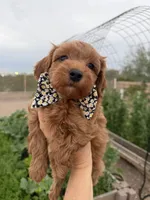 Rufus, a male Maltipoo and Poodle - Toy  for sale in Tucson, AZ – Photo 8 of 10
