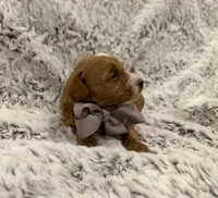 Timmy, a male Maltipoo and Poodle - Toy  for sale in Tucson, AZ – 5 of 10