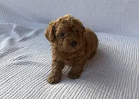 Tucker, a male Maltipoo and Poodle - Toy  for sale in Tucson, AZ – 3 of 10