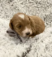 Timmy, a male Maltipoo and Poodle - Toy  for sale in Tucson, AZ – 4 of 10