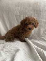 Tucker, a male Maltipoo and Poodle - Toy  for sale in Tucson, AZ – 8 of 10