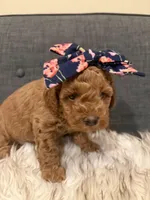 Poppy, a female Maltipoo for sale in Tucson, AZ – Photo 4 of 10